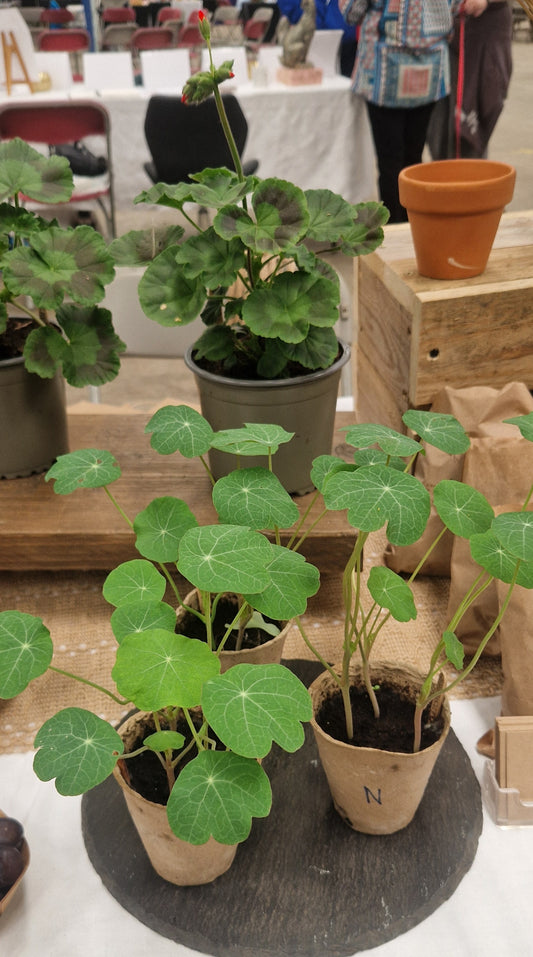 Nasturtium Flower Seeds 🌼