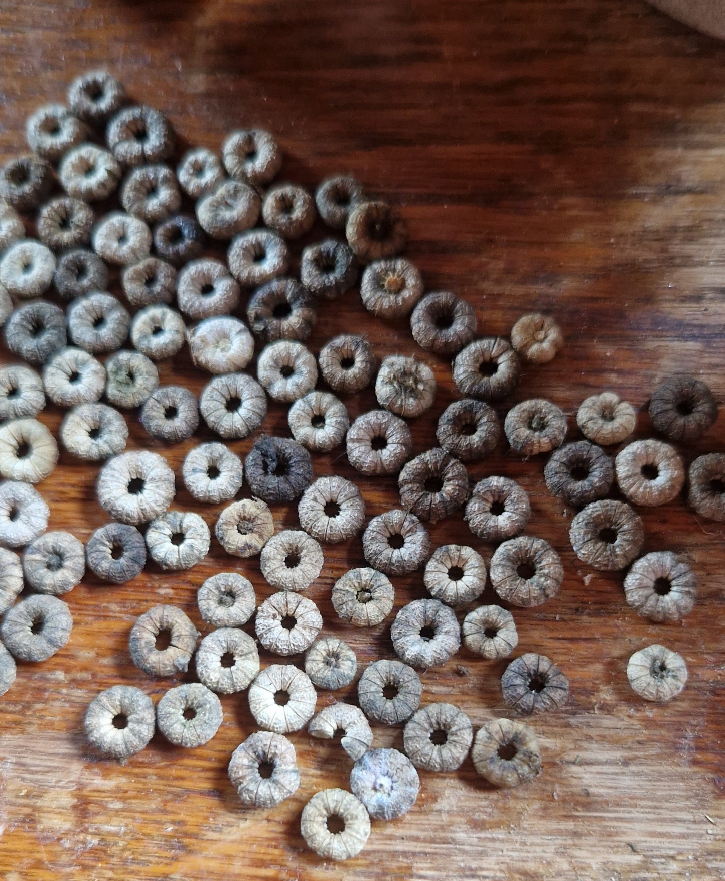 Common Mallow Seeds