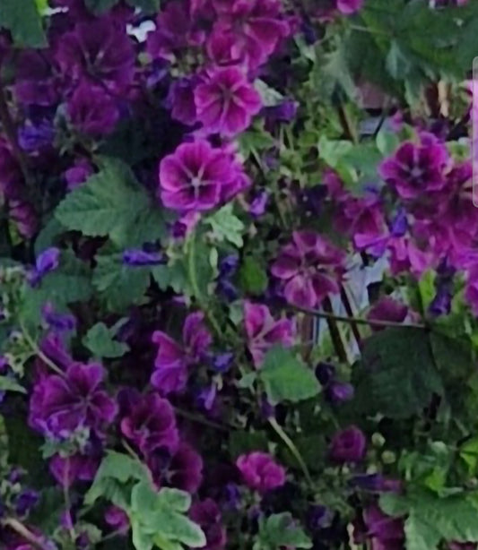 Common Mallow Seeds